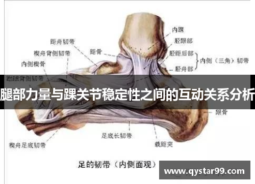腿部力量与踝关节稳定性之间的互动关系分析